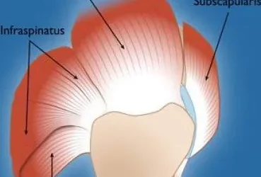 The Rotator Cuff